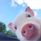 （分類：）位於 。 由 selling_pig 提交（商品編號 1126865904，圖片 1）。簡介： 。