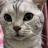 (分類:)位於 。 由 aoibaby 提交(商品編號 1283687774,圖片 1)。簡介: 。