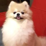 （分類：）位於 。 由 fatyu78 提交（商品編號 1227448756，圖片 1）。簡介： 。