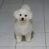 (Category: ) located in . Submitted by ivynatividad (Listing ID 1369277214, Image 1). Description: .