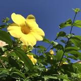 由 pinkmantous (刊登 ID 1316328589，圖片 1) 提交，位於 的 (類別：)，說明：。