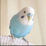 （分類：）位於 。 由 jm_0202 提交（商品編號 1324778825，圖片 1）。簡介： 。