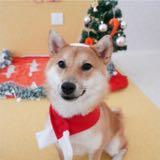 (Category: ) located in . Submitted by mekongdolphin (Listing ID 1379572174, Image 1). Description: .