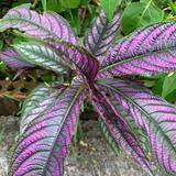 (Category: ) located in . Submitted by plantsforjoy (Listing ID 1308888818, Image 1). Description: .