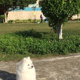 (分類:)位於 。 由 littlelazykung7965 提交(商品編號 1307890801,圖片 1)。簡介: 。