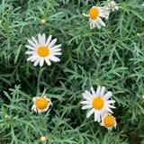 (Category: ) located in . Submitted by chipthrills (Listing ID 1229202539, Image 1). Description: .
