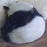 （分類：）位於 。 由 bagpanda 提交（商品編號 1379554453，圖片 1）。簡介： 。