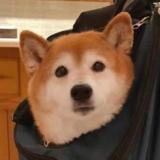 （分類：）位於 。 由 vcvcvc21 提交（商品編號 1367266779，圖片 1）。簡介： 。