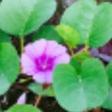 (Category: ) located in . Submitted by shizi3831026 (Listing ID 1441212058, Image 1). Description: .