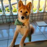 由 0618erick (刊登 ID 1386189416，圖片 1) 提交，位於 的 (類別：)，說明：。