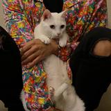 (Category: ) located in . Submitted by dailymeow (Listing ID 1364558223, Image 1). Description: .
