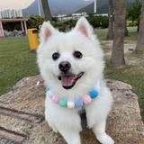 （分類：）位於 。 由 fanny.leung 提交（商品編號 1381649261，圖片 1）。簡介： 。