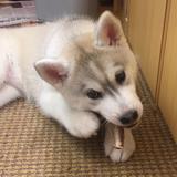 (Category: ) located in . Submitted by alexawong13 (Listing ID 1337152325, Image 1). Description: .