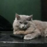 (Kategori: ) berada di . Dikirim oleh mystuffyours (ID iklan 1379393981, Gambar 1). Deskripsi: .