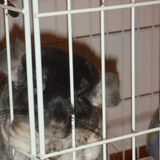 (分類:)位於 。 由 savinawong 提交(商品編號 1349315812,圖片 1)。簡介: 。