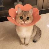 (Category: ) located in . Submitted by evonne.ew (Listing ID 1340238601, Image 1). Description: .