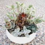 (Category: ) located in . Submitted by 19fiftyone (Listing ID 1381729421, Image 1). Description: .