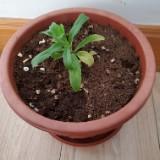 （分類：）位於 。 由 green__life 提交（商品編號 1379616176，圖片 1）。簡介： 。