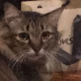 (Category: ) located in . Submitted by hazyyy (Listing ID 1461652611, Image 1). Description: .