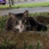 (Category: ) located in . Submitted by jeraldlim (Listing ID 1447549957, Image 1). Description: .