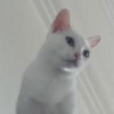 (Category: ) located in . Submitted by was_passiert (Listing ID 1437466835, Image 1). Description: .