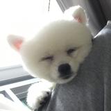 （分類：）位於 。 由 wolf_wolf_ 提交（商品編號 1342878329，圖片 1）。簡介： 。