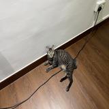 (Category: ) located in . Submitted by naniismail (Listing ID 1458648890, Image 1). Description: .