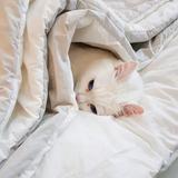 (Category: ) located in . Submitted by sunnysoppy (Listing ID 1050273557, Image 1). Description: .