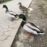 (Category: ) located in . Submitted by yinnn26 (Listing ID 1306713587, Image 1). Description: .