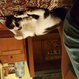 (Category: ) located in . Submitted by ks_tf (Listing ID 1062031571, Image 1). Description: .