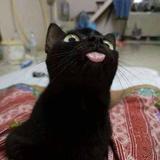 (Category: ) located in . Submitted by boboayam (Listing ID 1370348955, Image 1). Description: .