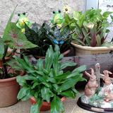 (Category: ) located in . Submitted by plantiqueplus (Listing ID 1442564924, Image 1). Description: .