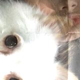 (Category: ) located in . Submitted by klyne04 (Listing ID 1370711425, Image 1). Description: .