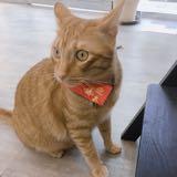 由 cat0590 (刊登 ID 1382956311，圖片 1) 提交，位於 的 (類別：)，說明：。