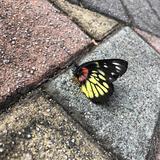 （分類：）位於 。 由 paveburray 提交（商品編號 1011819382，圖片 1）。簡介： 。