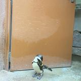 (Category: ) located in . Submitted by nurfasihahx (Listing ID 1381666799, Image 1). Description: .