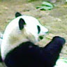 （分類：）位於 。 由 akao12 提交（商品編號 1384743045，圖片 1）。簡介： 。