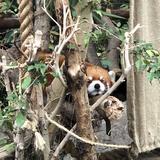 （分類：）位於 。 由 owl.2 提交（商品編號 1318090640，圖片 1）。簡介： 。