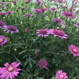 (Category: ) located in . Submitted by everyday (Listing ID 1357341433, Image 1). Description: .