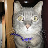 (Category: ) located in . Submitted by katgrrrl (Listing ID 1382992463, Image 1). Description: .