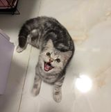 （分類：）位於 。 由 willslam116 提交（商品編號 1265409140，圖片 1）。簡介： 。