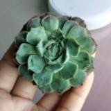 (Category: ) located in . Submitted by meleeneea (Listing ID 1380102728, Image 1). Description: .