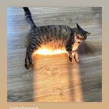 (Category: ) located in . Submitted by terrificthings (Listing ID 1360972914, Image 1). Description: .