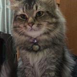 (Category: ) located in . Submitted by lagrandeanne (Listing ID 1363321353, Image 1). Description: .
