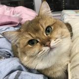 (分類:)位於 。 由 lukakoo 提交(商品編號 1409665248,圖片 1)。簡介: 。