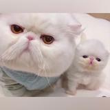(分類:)位於 。 由 w3be25jnbn 提交(商品編號 1332334007,圖片 1)。簡介: 。
