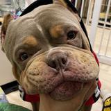 （分類：）位於 。 由 bullybullyoppa 提交（商品編號 1336242413，圖片 1）。簡介： 。