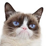 (Category: ) located in . Submitted by golliwogz (Listing ID 1385066583, Image 1). Description: .