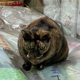 （分類：）位於 。 由 9lssss 提交（商品編號 1373367605，圖片 1）。簡介： 。