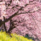 (Category: ) located in . Submitted by sakura886 (Listing ID 1351445904, Image 1). Description: .